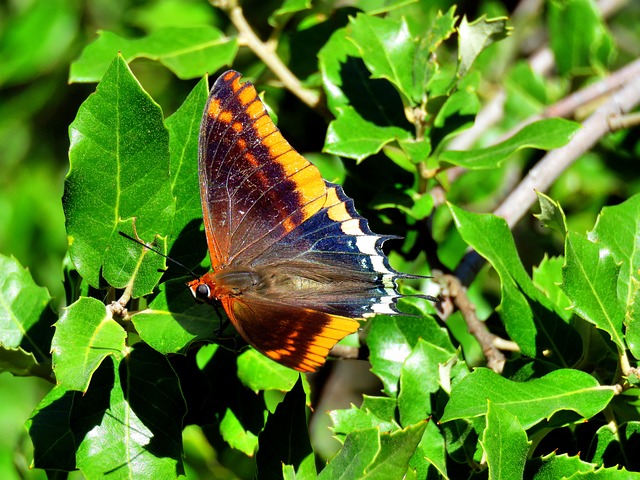 草莓树蝴蝶 Charaxes Jasius - 上的免费照片