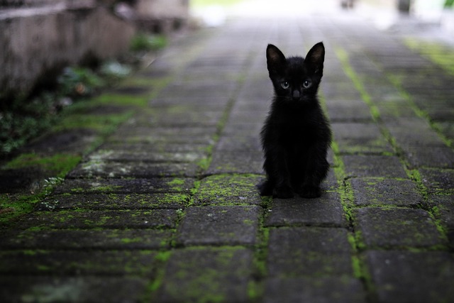 猫 黑色的 动物 - 上的免费照片