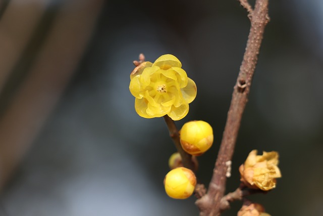 大自然 梅花 腊梅 - 上的免费照片