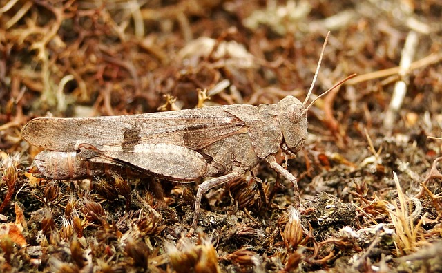 性质 昆虫 一点点 - 上的免费照片
