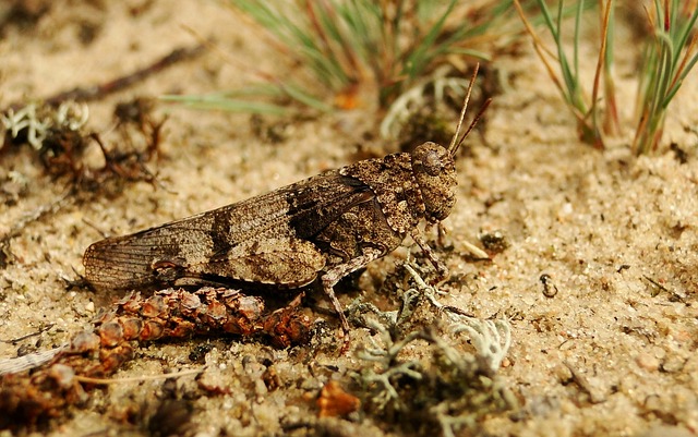 性质 自然 动物 - 上的免费照片