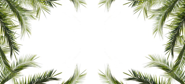 桌面 叶子 树 - 上的免费照片