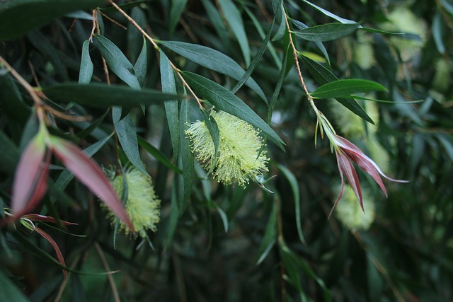 Callistemon Salignus 柳-就像筒吸尘器 桃金娘科 - 上的免费照片