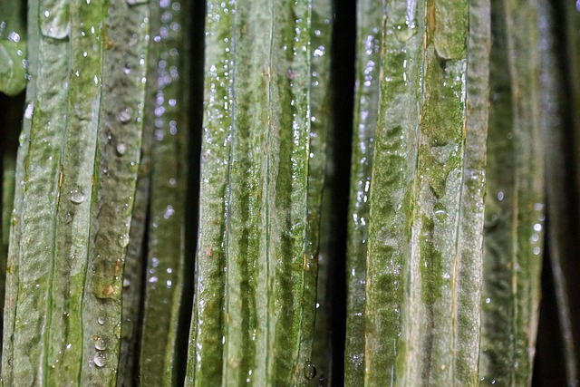 中国苦瓜 南瓜植物 玛拉Jiin - 上的免费照片