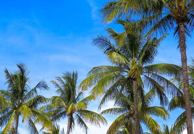 Arecaceae 椰子 热带 - 上的免费照片