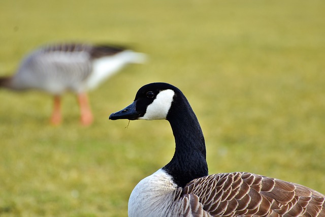 鹅 野鹅 水鸟 - 上的免费照片