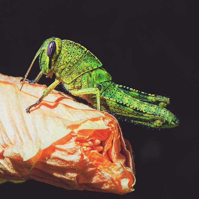 自然 动物 野生动物 - 上的免费照片