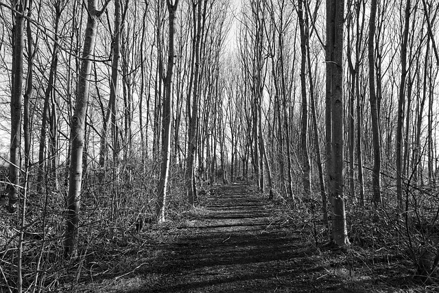 森林 树 树干 - 上的免费照片