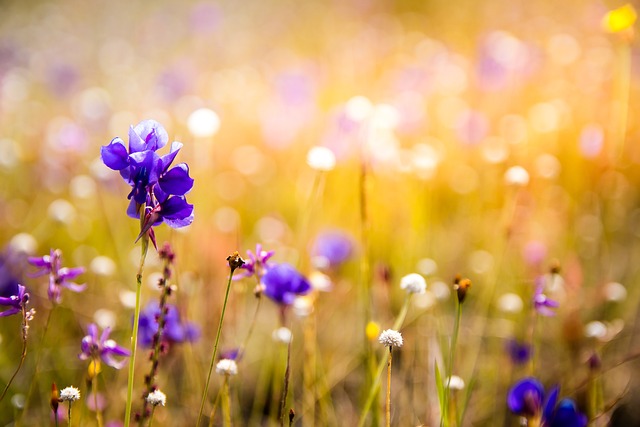 花朵 野花 兰花 - 上的免费照片