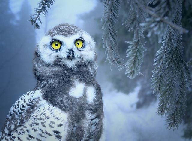 猫头鹰 雪 雪鸮 - 上的免费照片