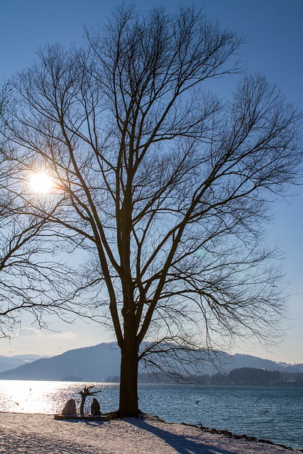 树 湖 阳光 - 上的免费照片