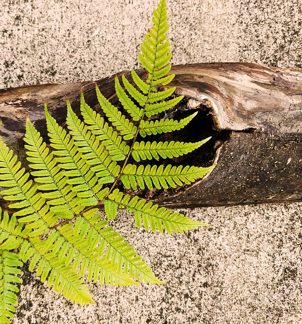 蕨类 叶 干草香蕨 - 上的免费照片
