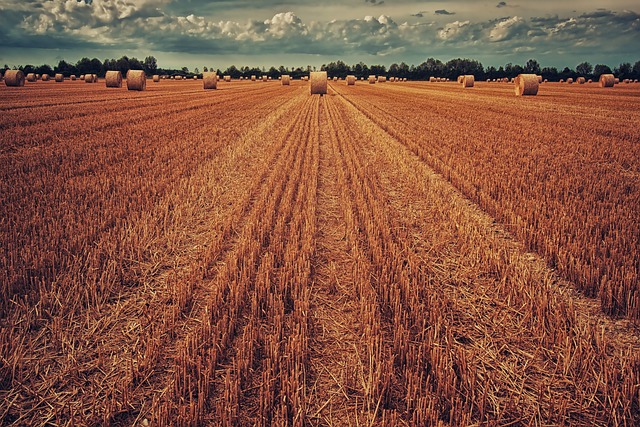 场地 收成 小麦 - 上的免费照片