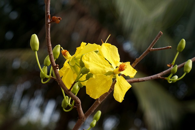 杏花 黄色 迈丰满 - 上的免费照片