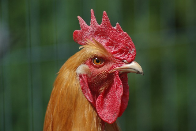 动物 鸟 家禽 - 上的免费照片