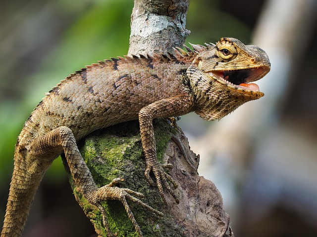 鬣蜥 动物 野生动物 - 上的免费照片