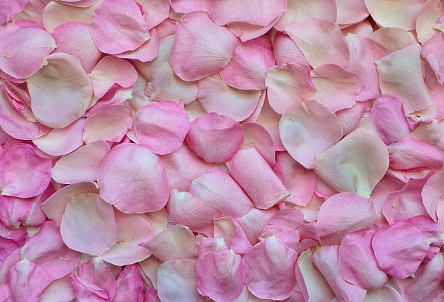 玫瑰花瓣 粉色的 背景 - 上的免费照片