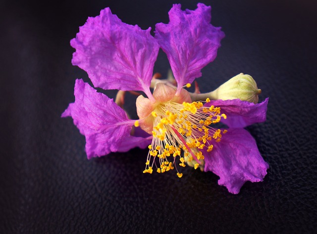 Hoa B?ng持 紫花 花景观 - 上的免费照片