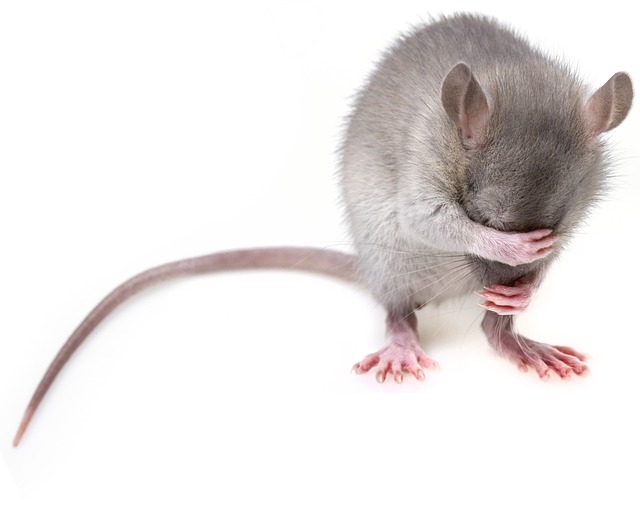 鼠 啮齿动物 老鼠 - 上的免费照片