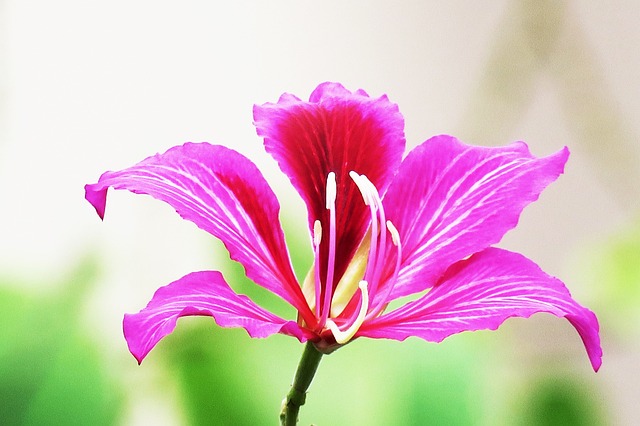 香港 洋紫荊 大自然 - 上的免费照片