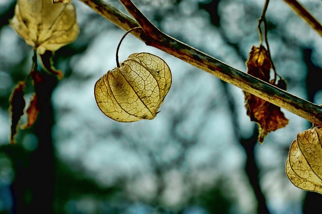 叶子 落下 冬天 - 上的免费照片