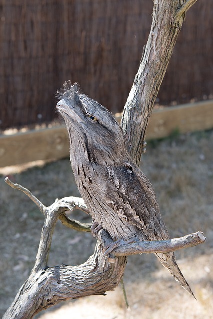 黄鱼 Frogmouth 鸟 自然 - 上的免费照片