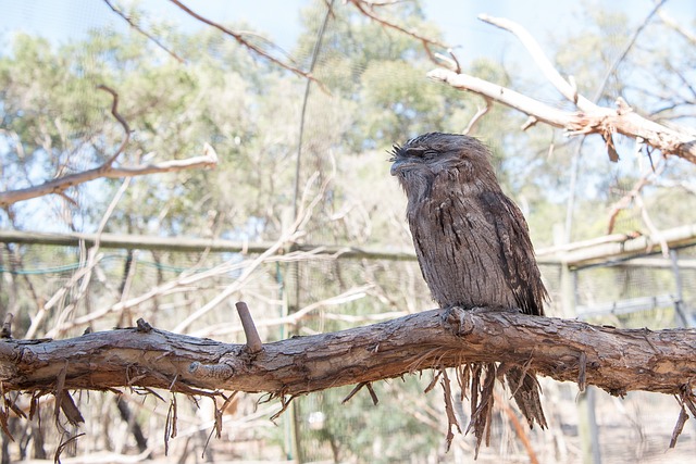 黄鱼 Frogmouth 自然 野生动物 - 上的免费照片
