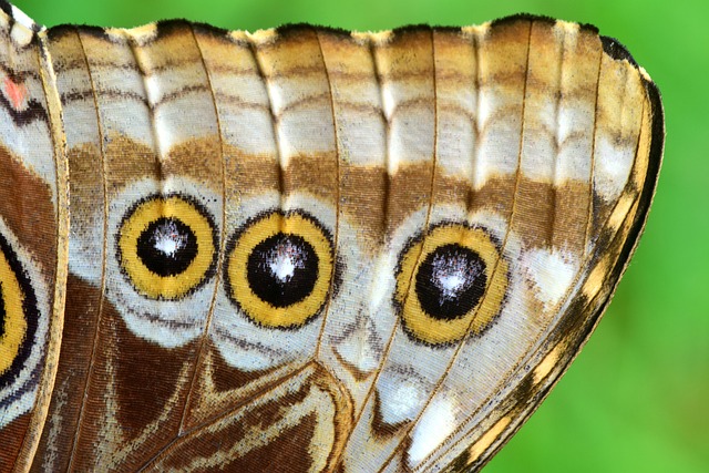 蓝蝶蝶 形态学派 翅膀 - 上的免费照片