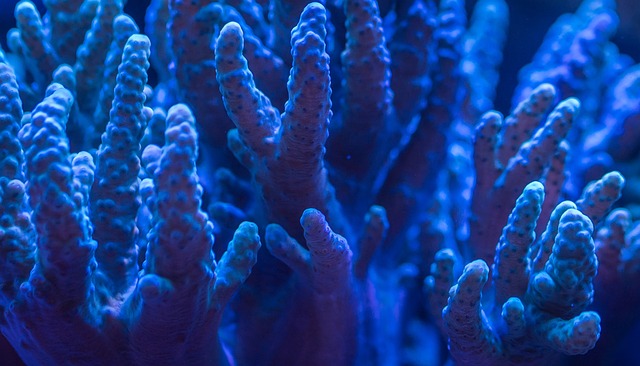 水族馆 珊瑚虫 - 上的免费照片