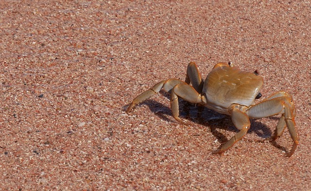 沙 自然 Evertebrat - 上的免费照片