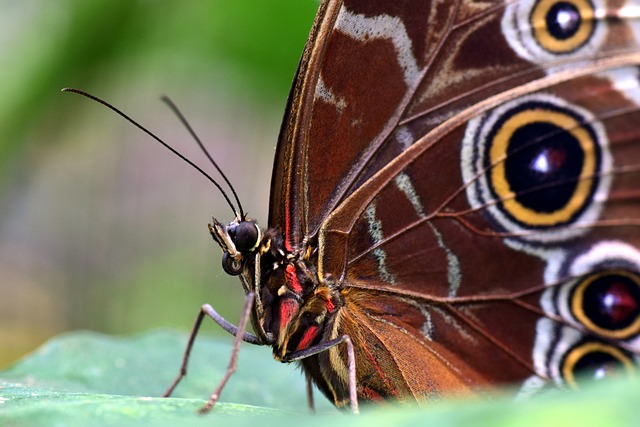 蓝蝶蝶 形态学派 翅膀 - 上的免费照片