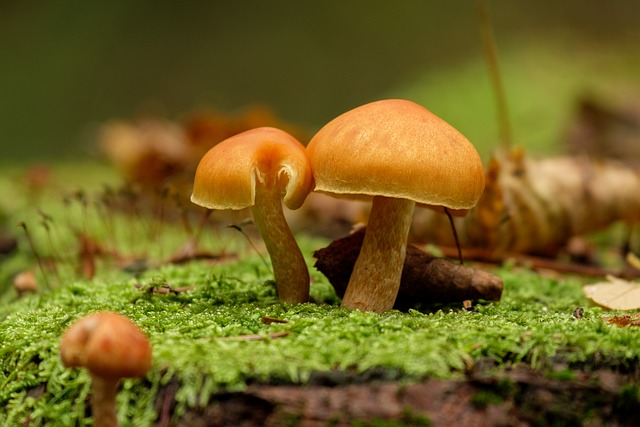 蘑菇 毒菌 性质 - 上的免费照片