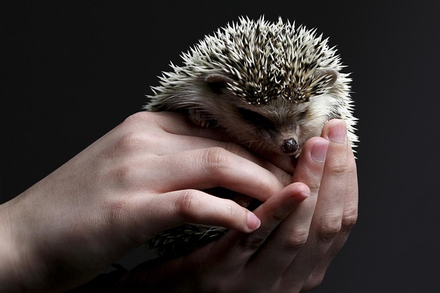 动物 刺猬索尼克 宠物 - 上的免费照片
