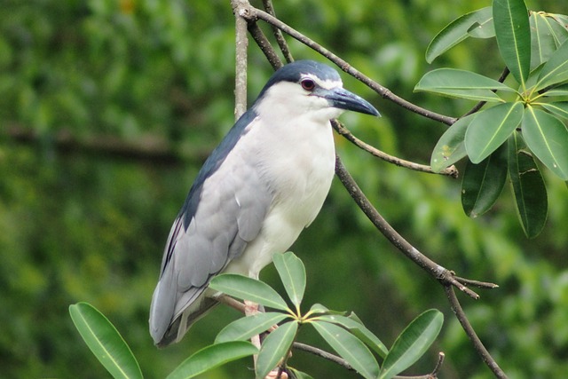 黑鸦夜鹭 夜鹭 自然 - 上的免费照片