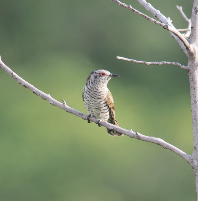 小青铜杜鹃 鸟 野生动物 - 上的免费照片