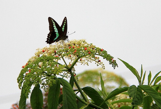大自然 叶子 植物 - 上的免费照片