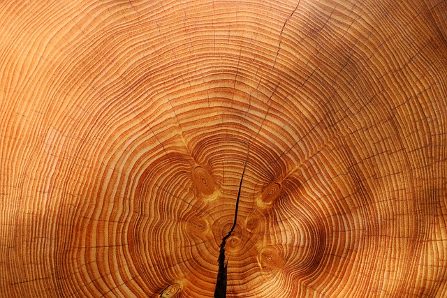 年轮 树 木头 - 上的免费照片