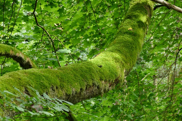 屄 自然 木头 - 上的免费照片