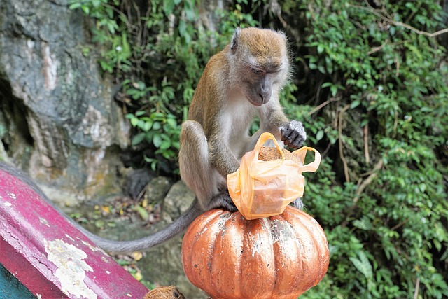 自然 木头 猿 - 上的免费照片