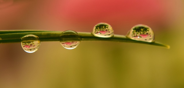 雨 珍珠 叶子 - 上的免费照片