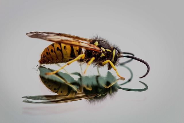 大黄蜂 昆虫 飞虫 - 上的免费照片