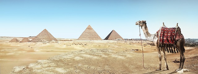 沙漠 骆驼 沙 - 上的免费照片