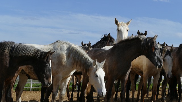 马匹 马群 年轻的马 - 上的免费照片
