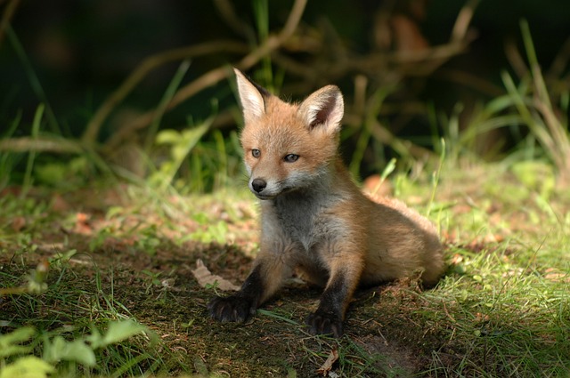 哺乳动物 狐狸 野生动物 - 上的免费照片