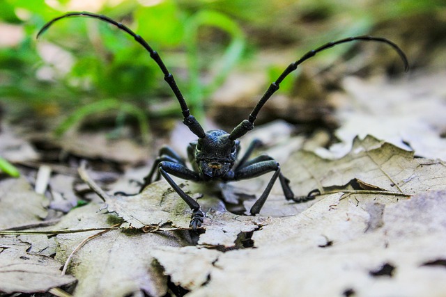 自然 昆虫 无脊椎动物 - 上的免费照片