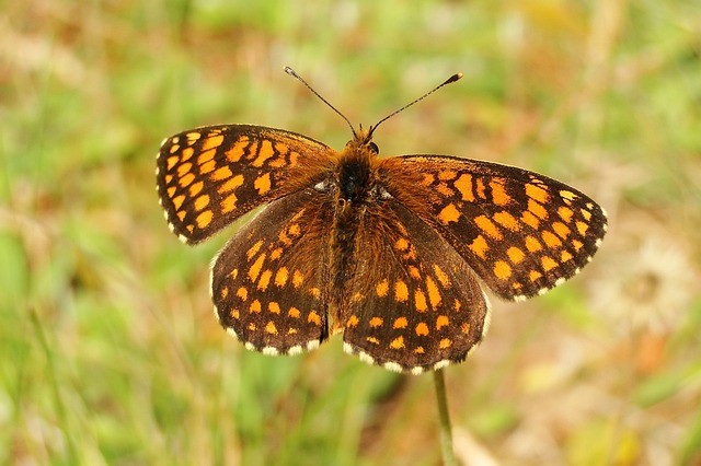 蝴蝶的一天 性质 昆虫 - 上的免费照片