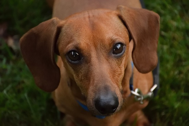 狗 犬类 可爱的 - 上的免费照片