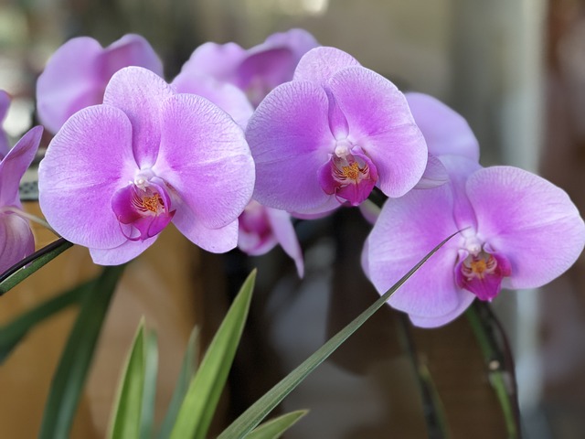 花 大自然 植物 - 上的免费照片