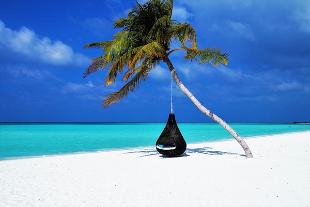 马尔代夫 棕榈树 吊床 - 上的免费照片