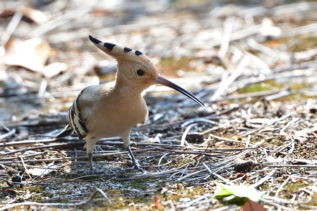 自然 野生动物 鸟 - 上的免费照片